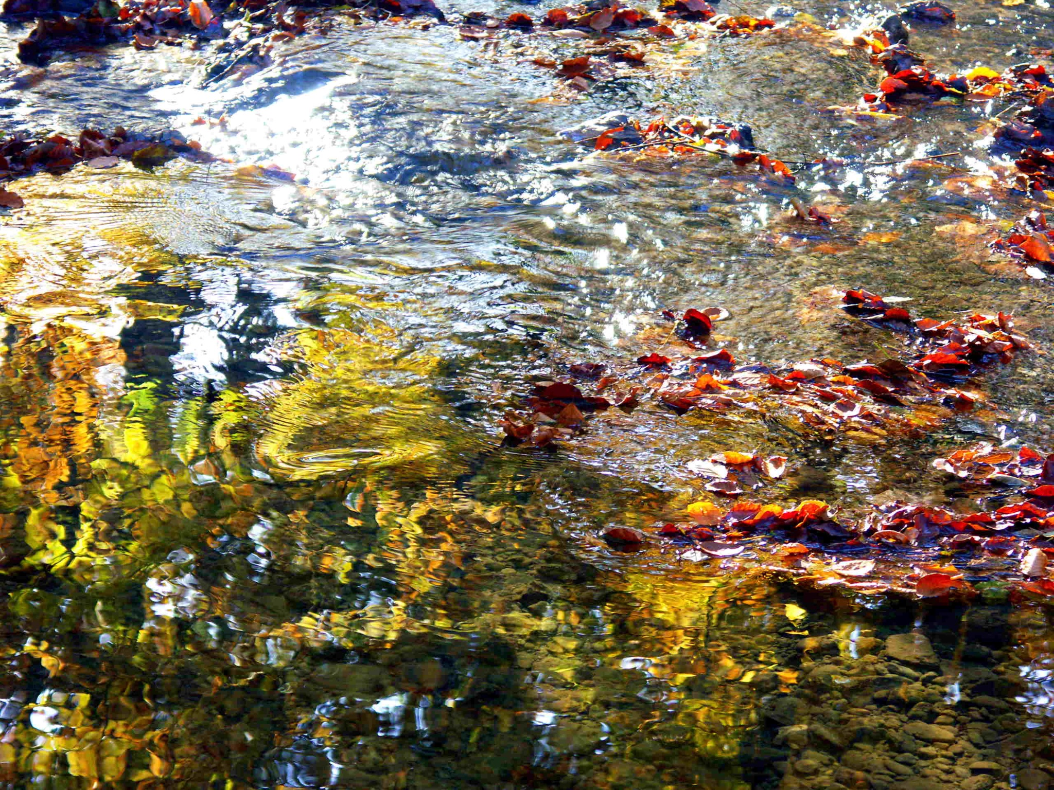 Autumn leaves