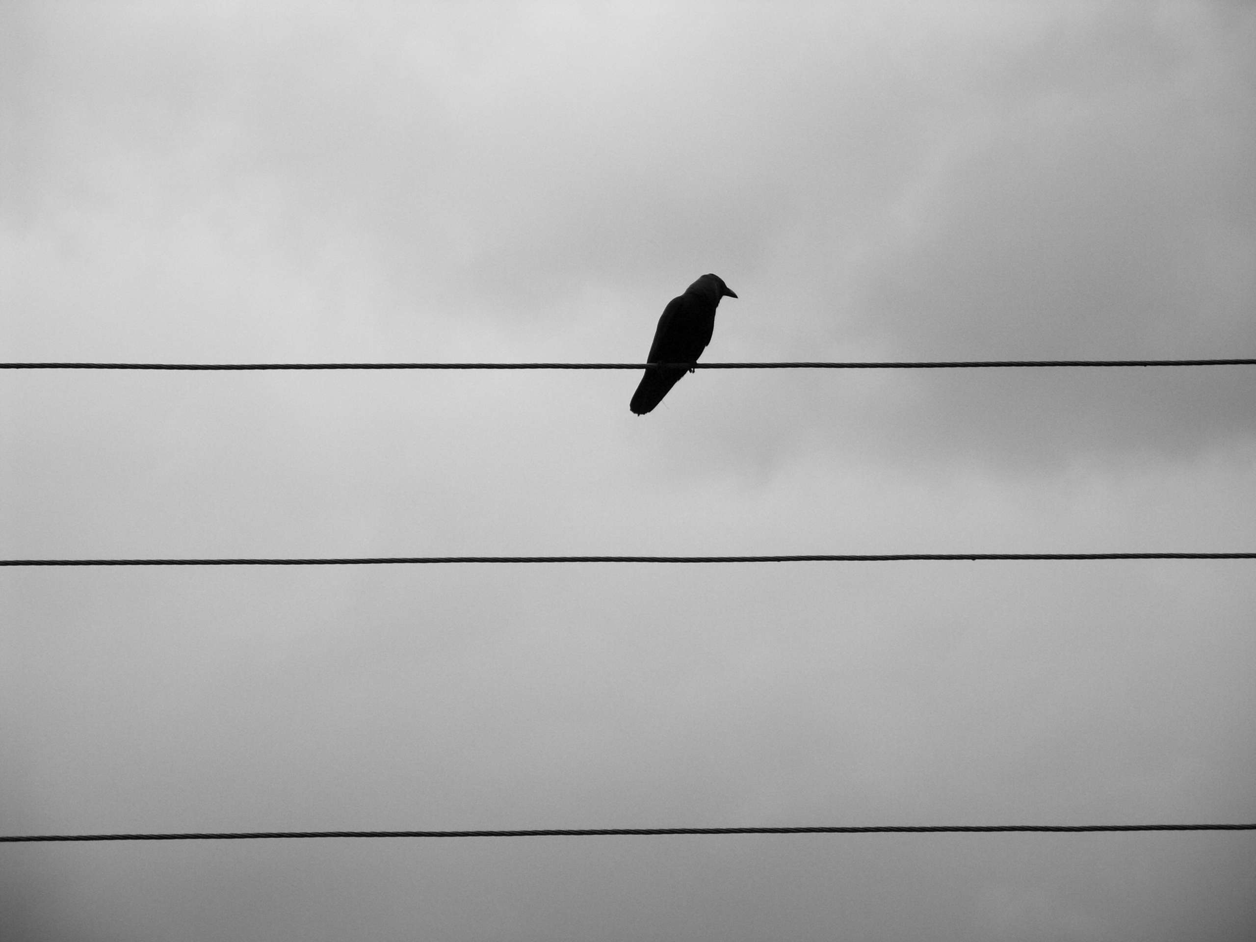 Crow