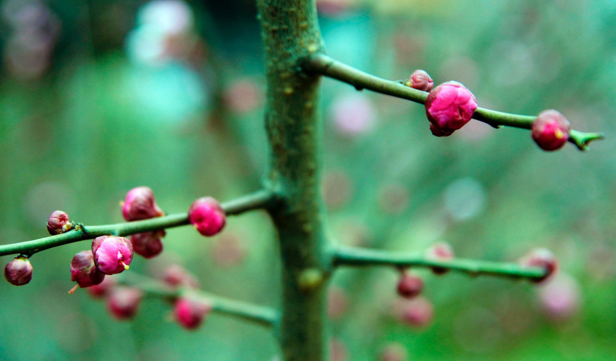 Rosebuds