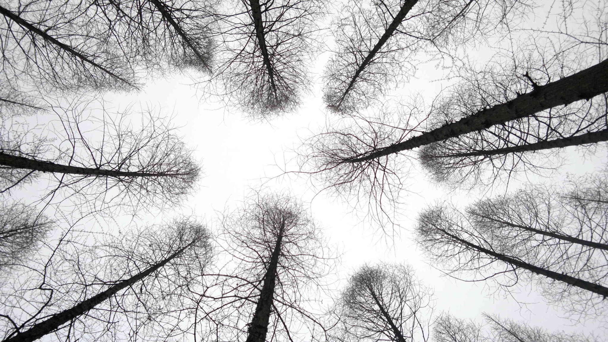 Trees