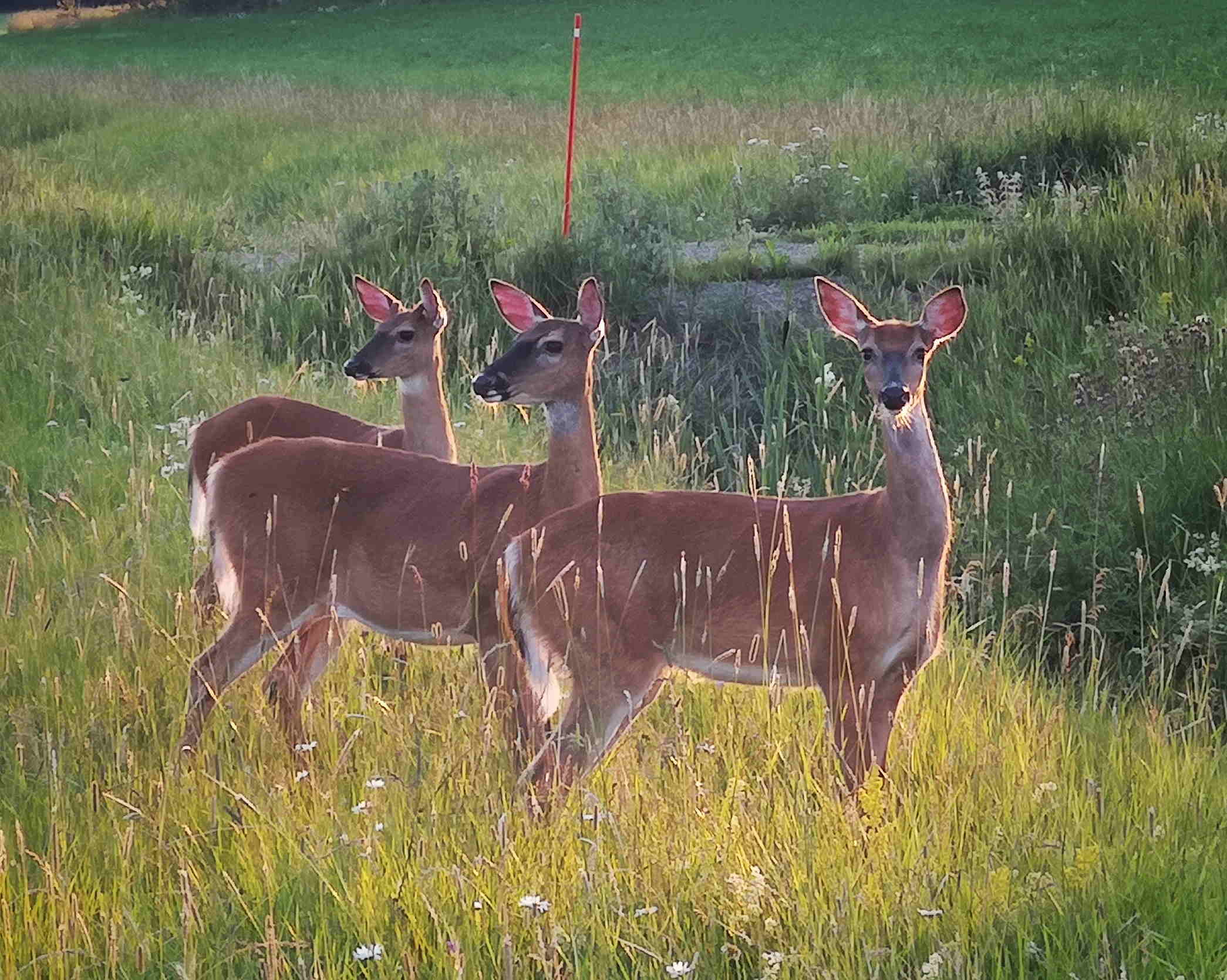 3 deers