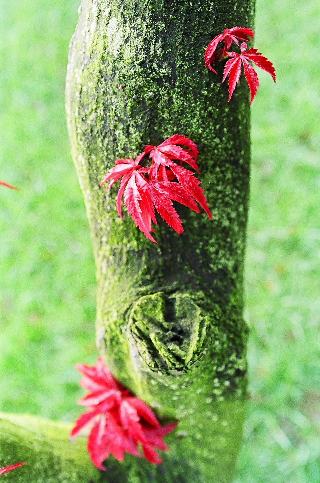 Acer leaves