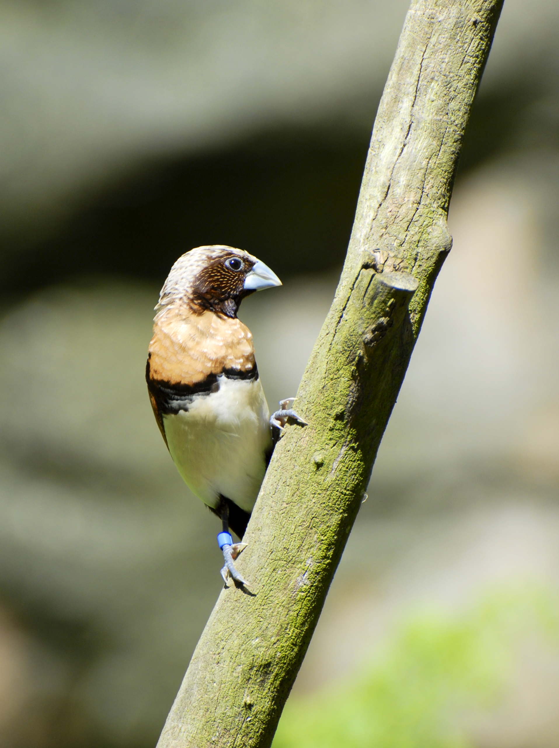 Chestnut breasted mannikin