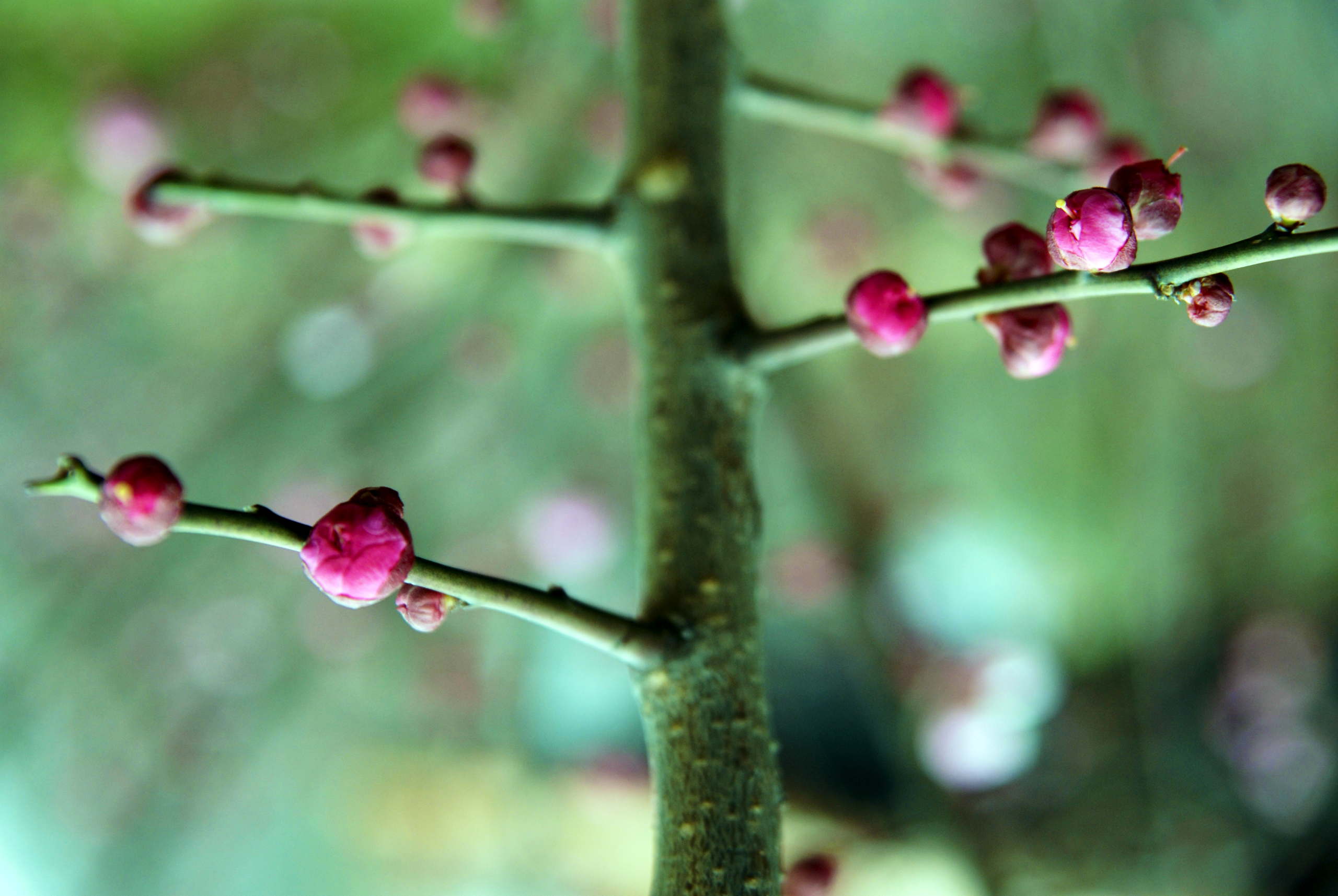 Chinese blossom