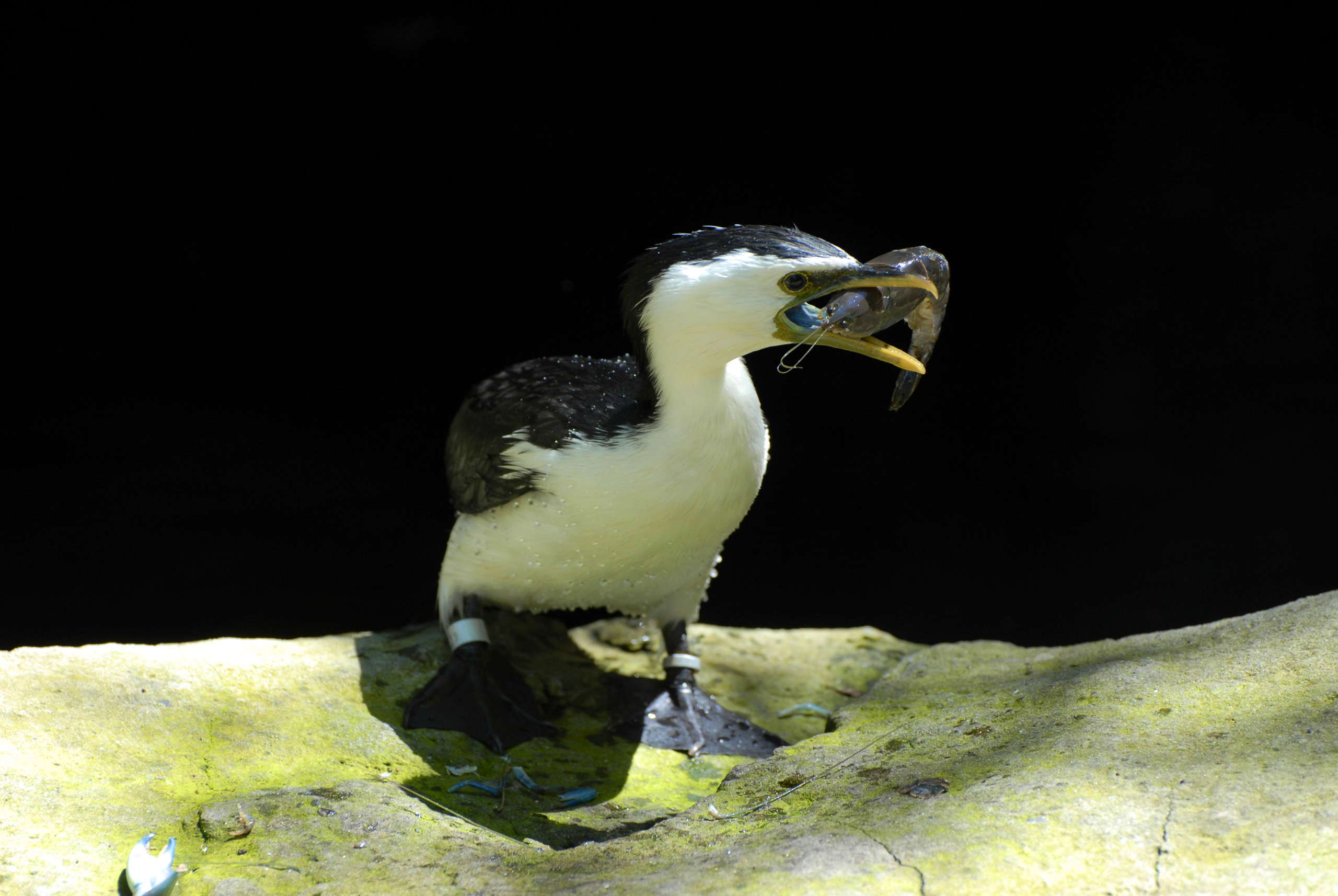 Cormoran with shrimp