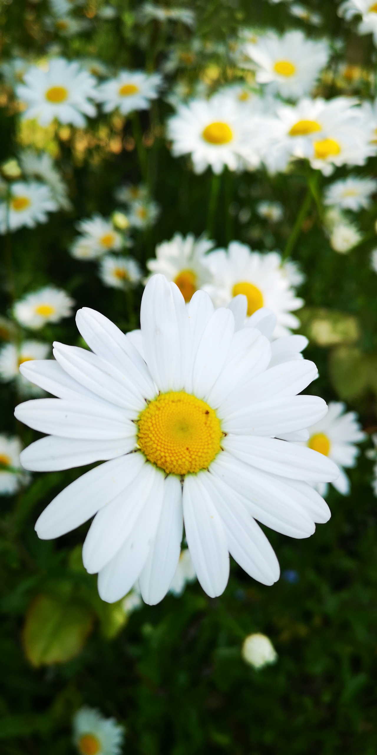 Sweet Daisy