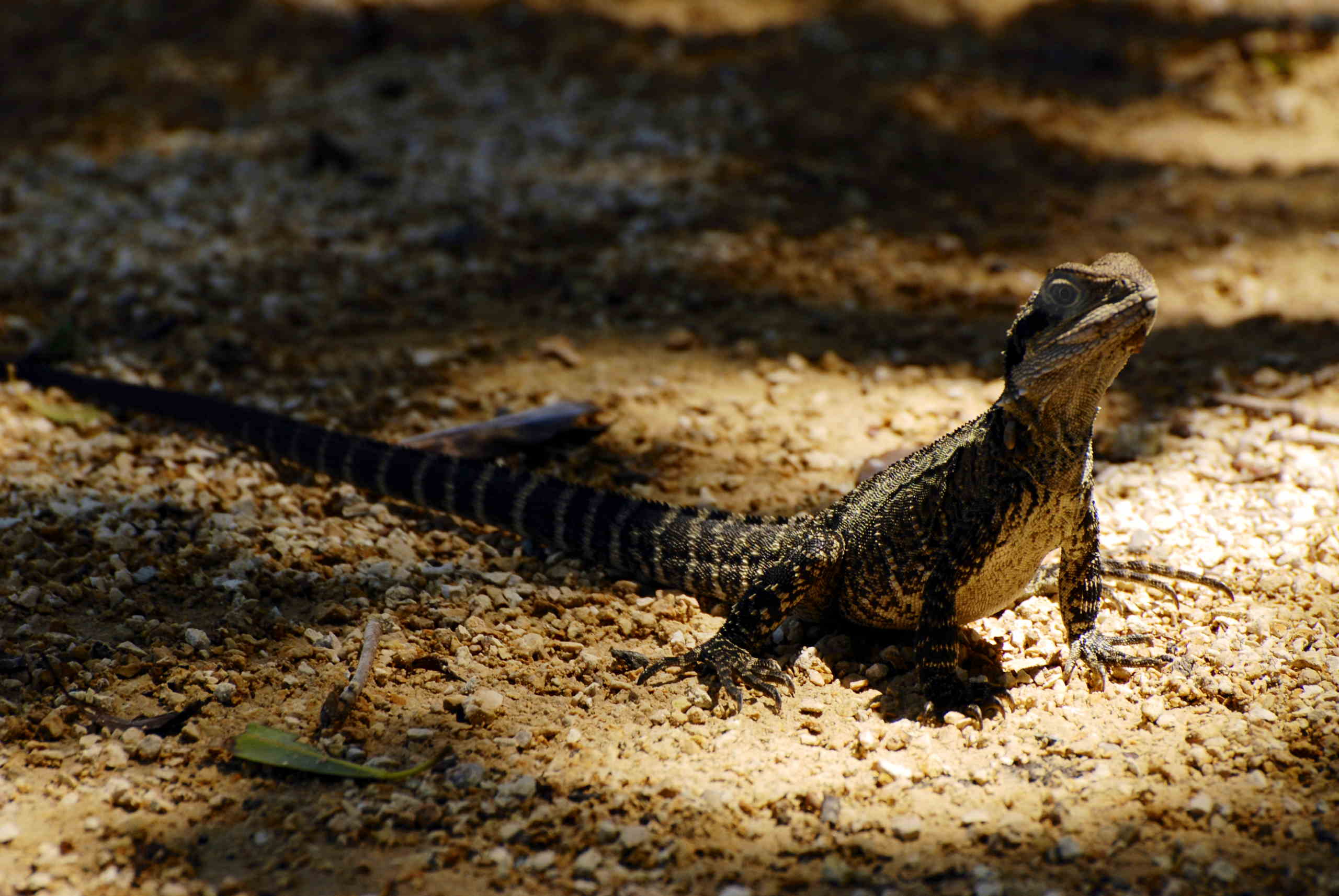 Water dragon