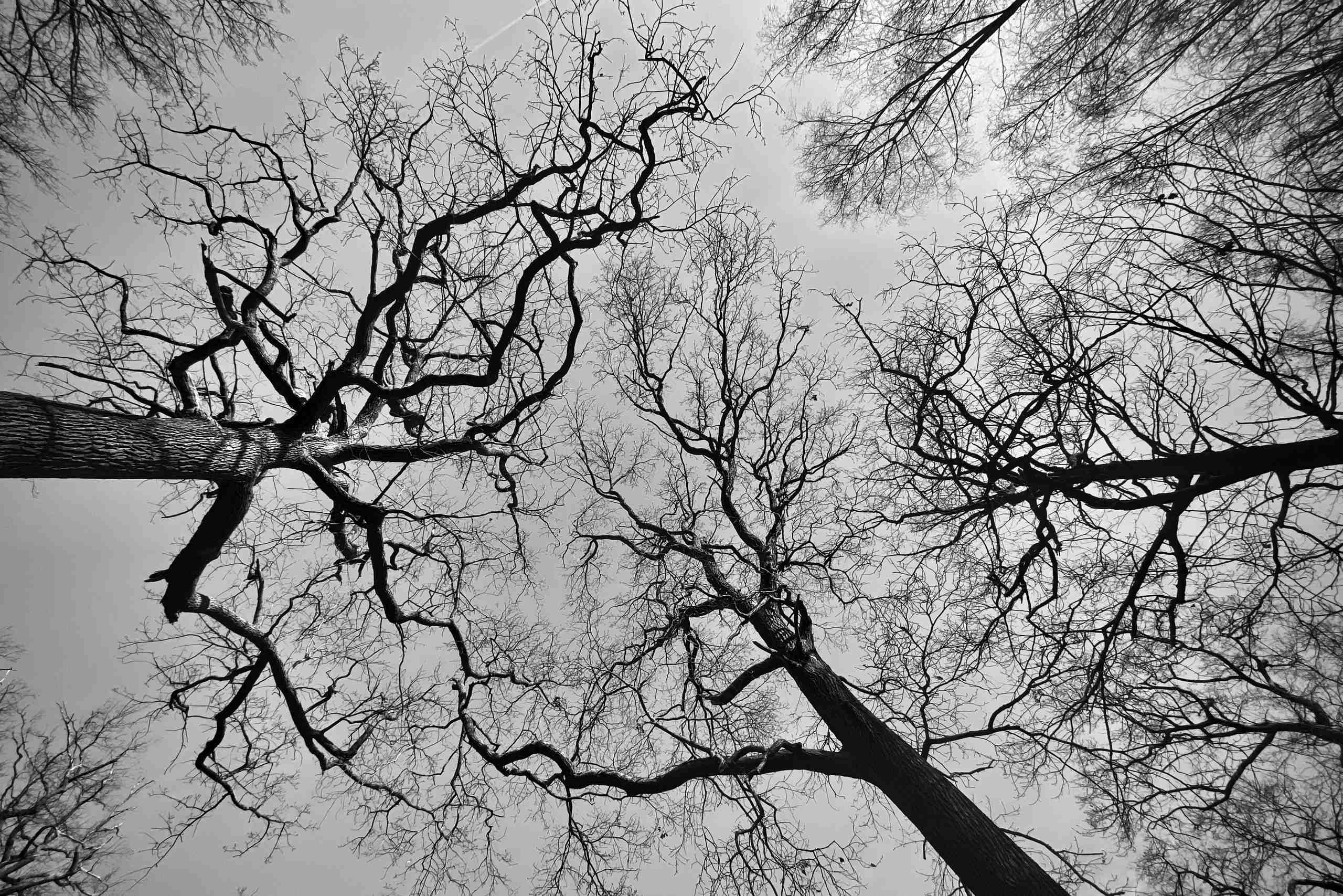 Winter trees