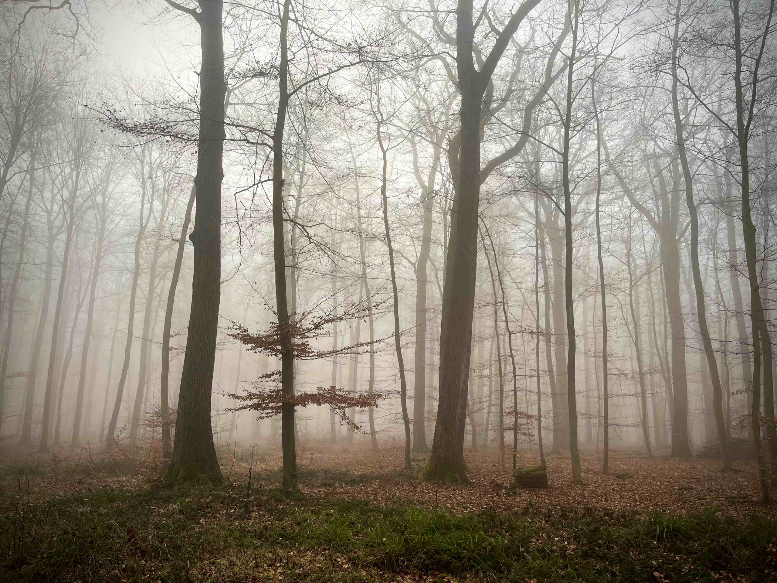 Misty forest