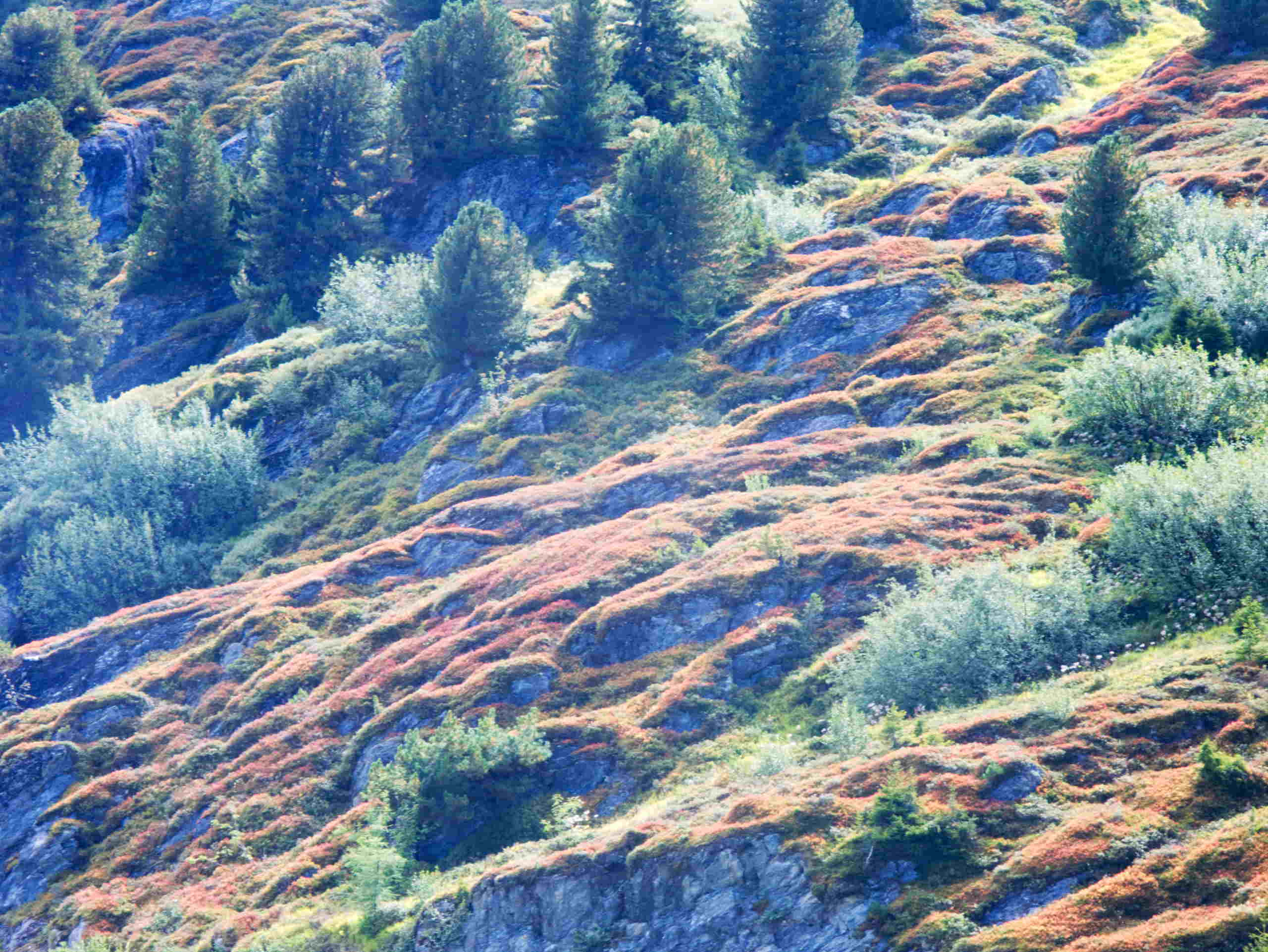 Mountain lichen