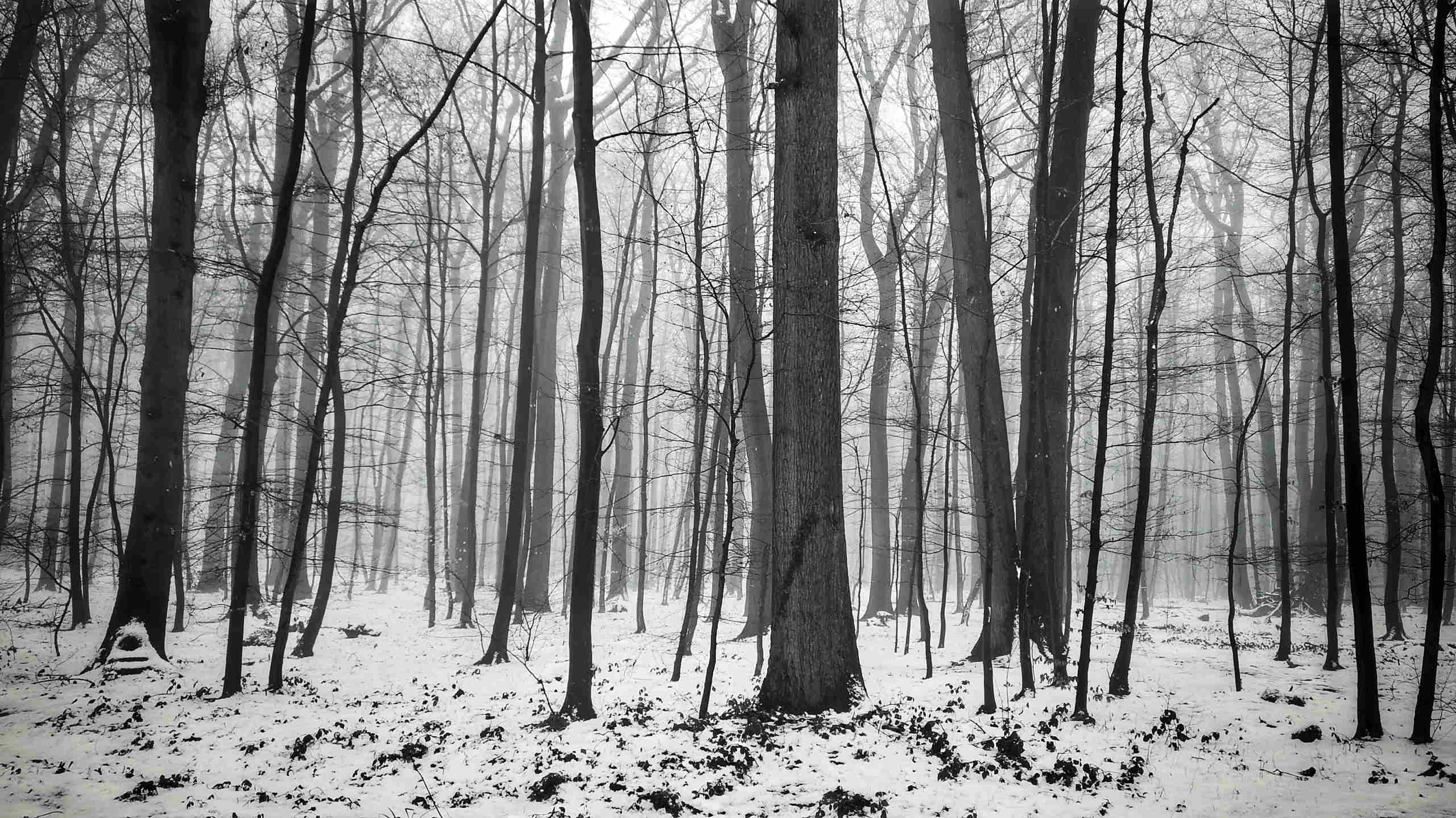 Snowy forest