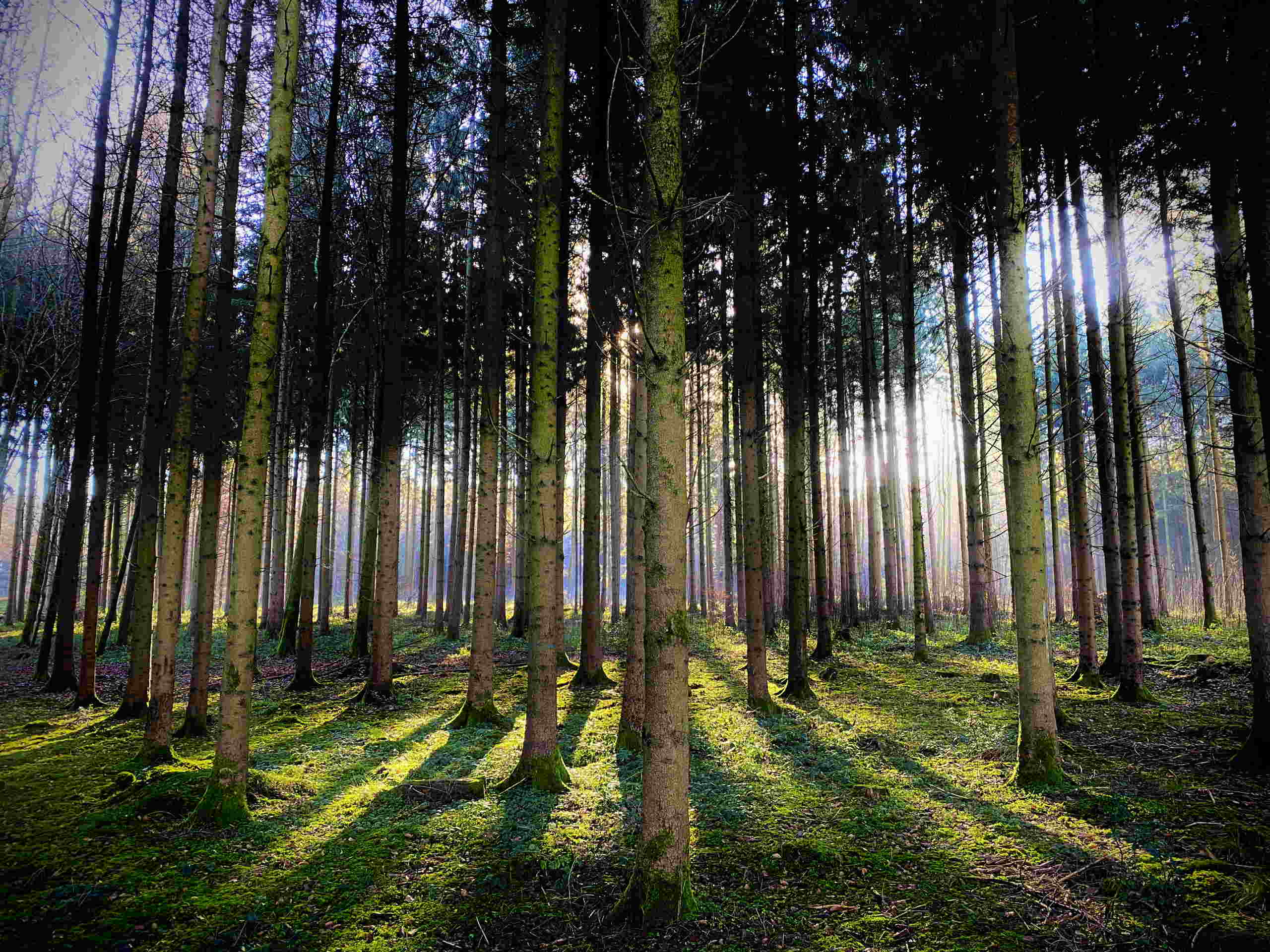 Spruces