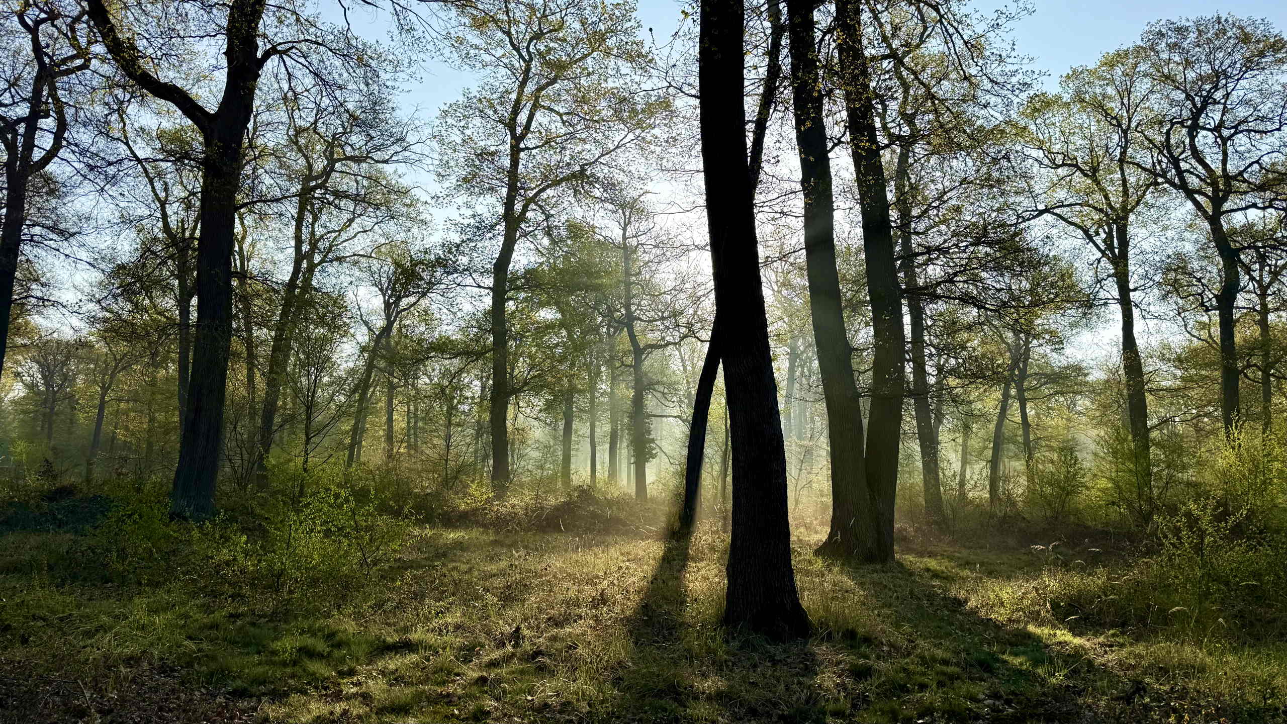 Sunling in forest