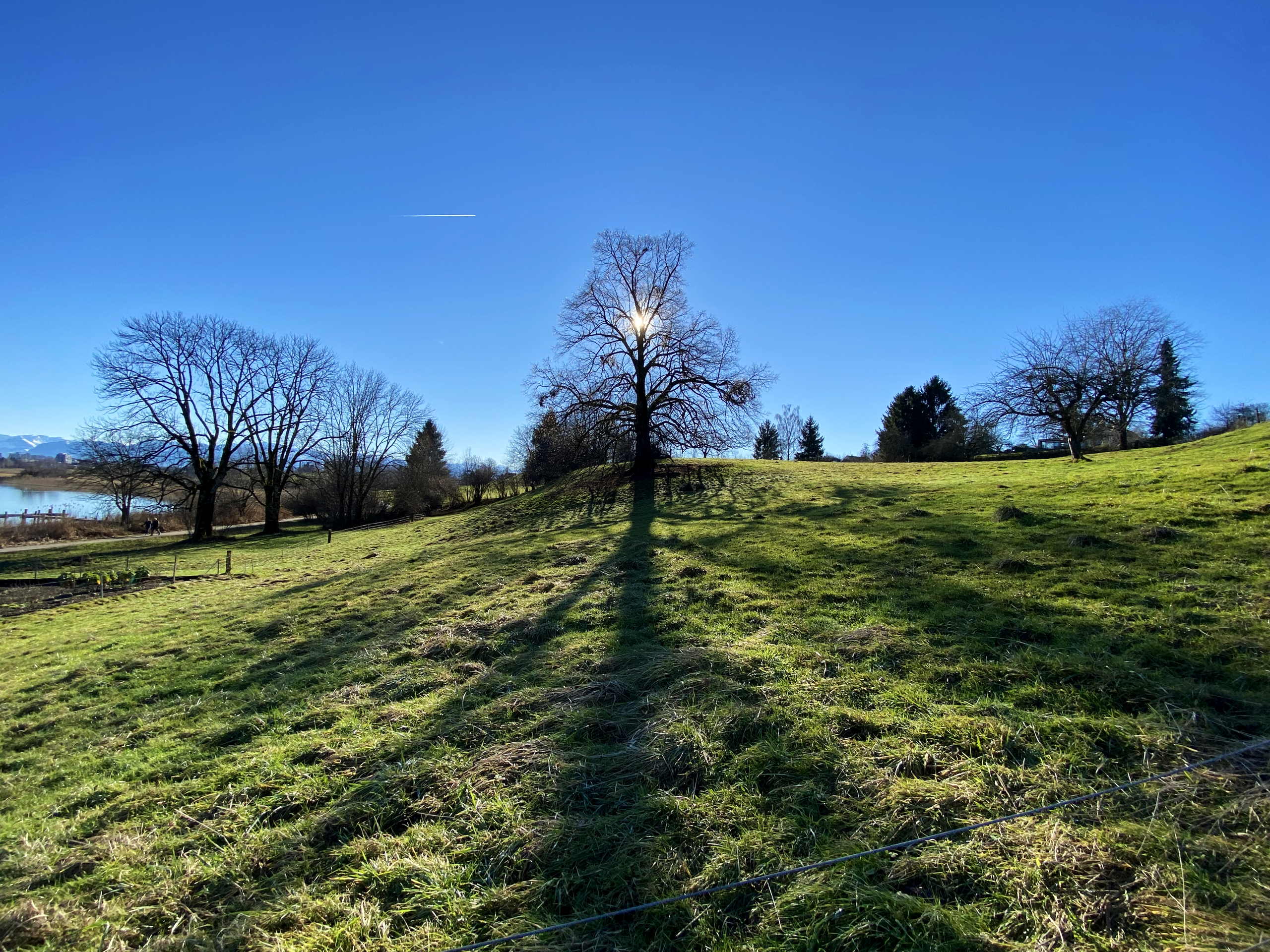 Sunny tree