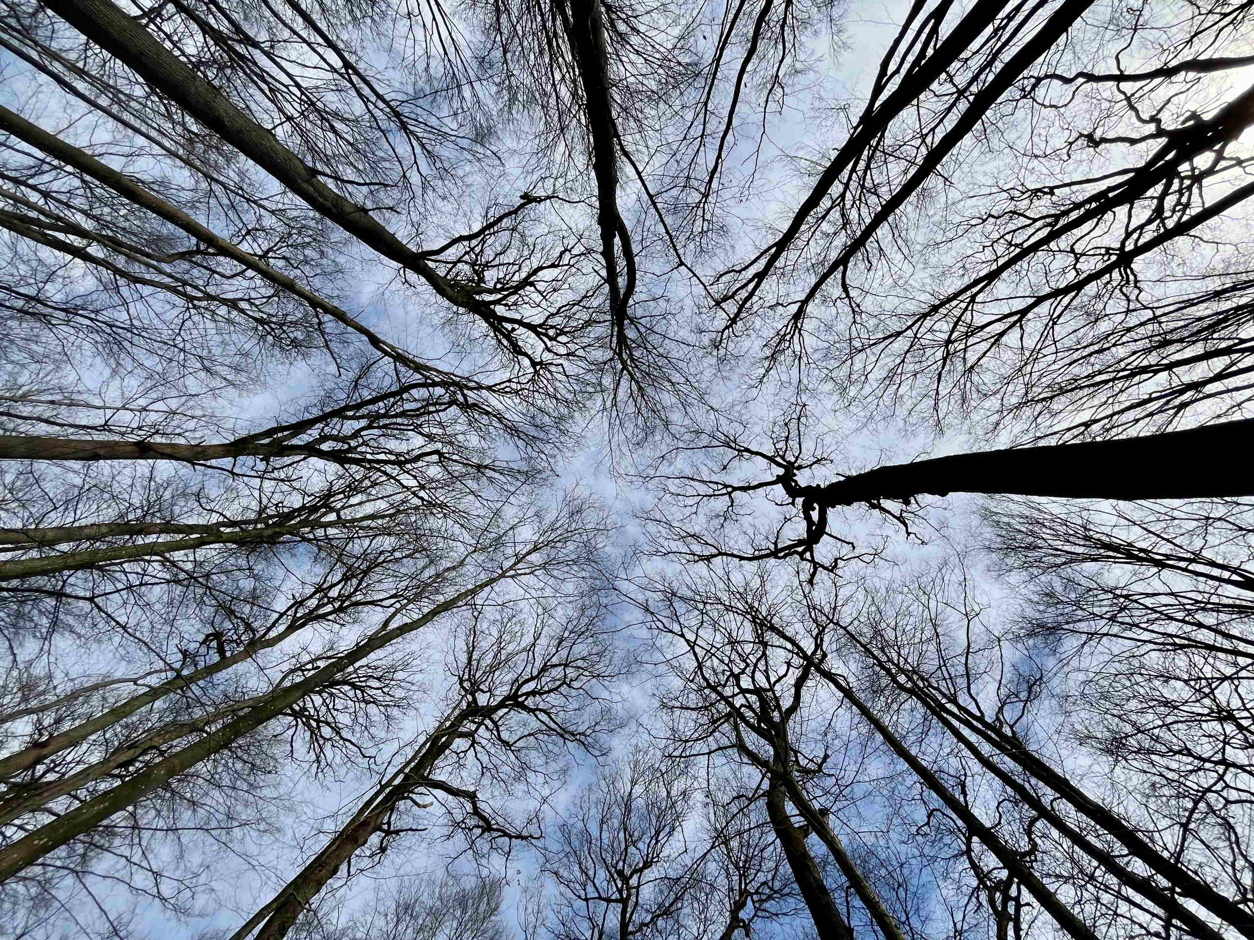 Tree assembly