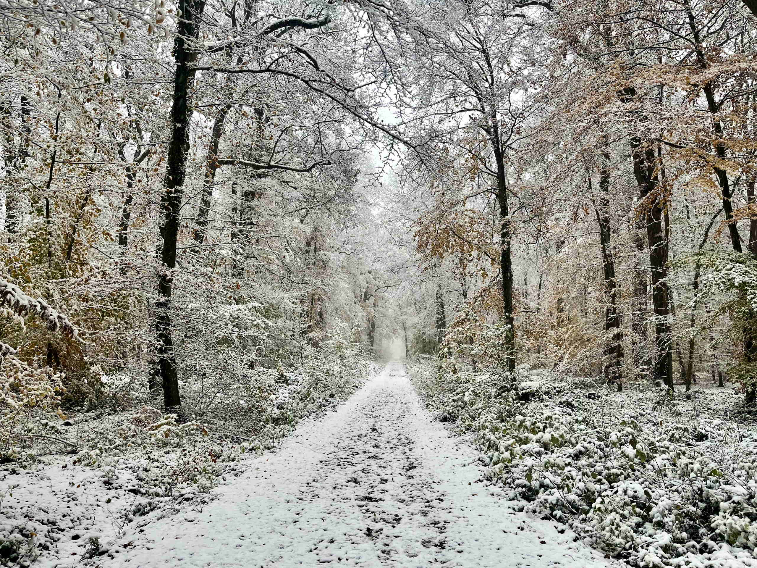 Winter forest