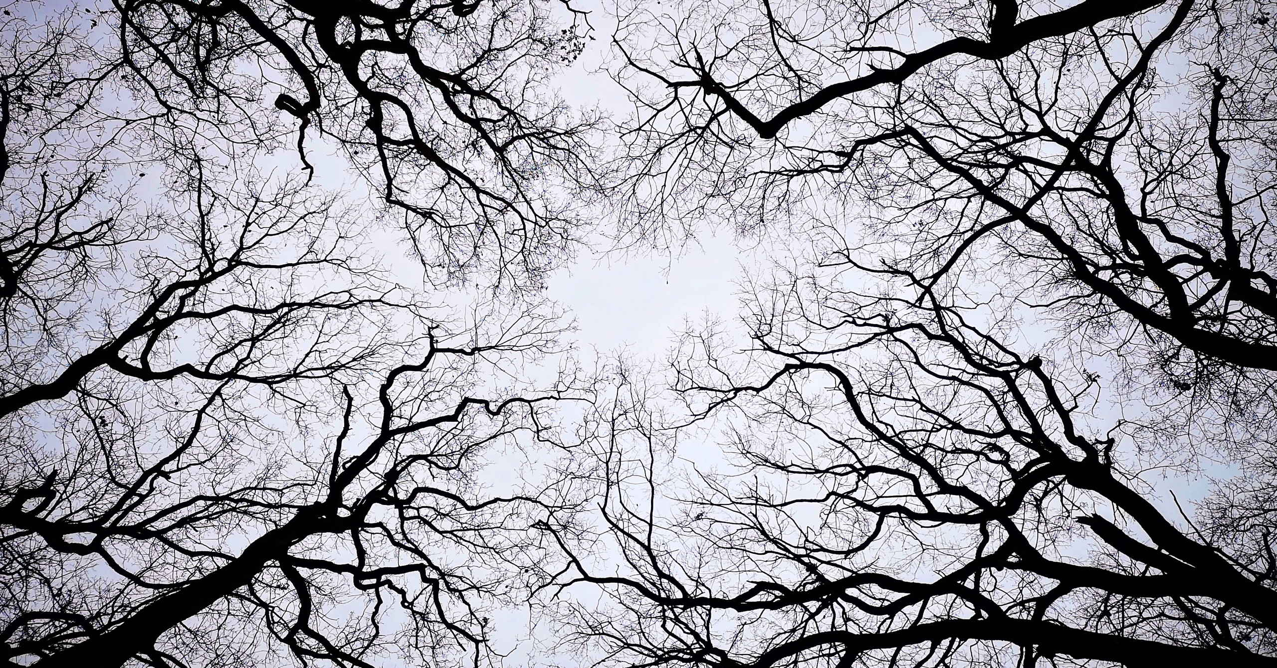 Witchy trees