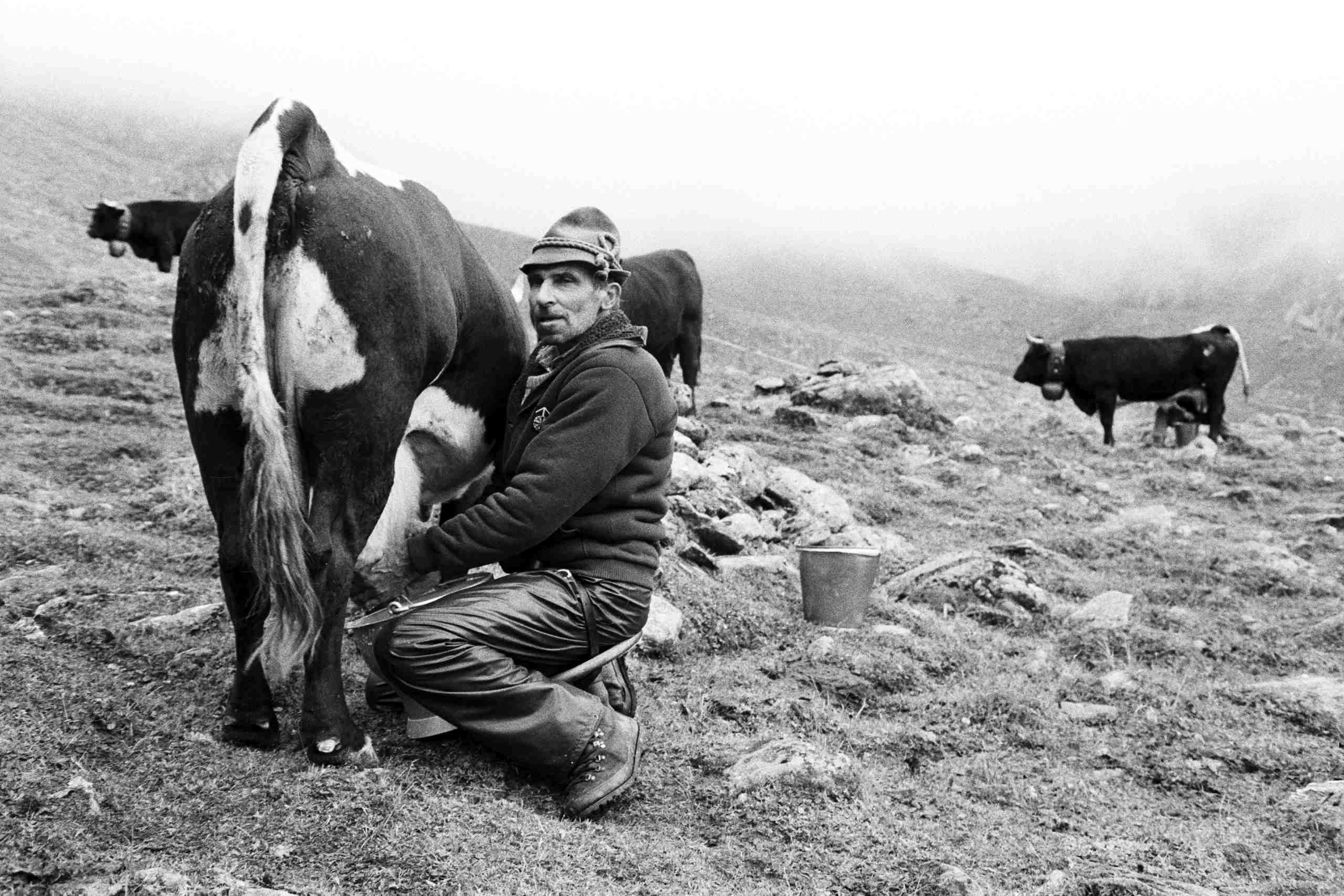 Milking