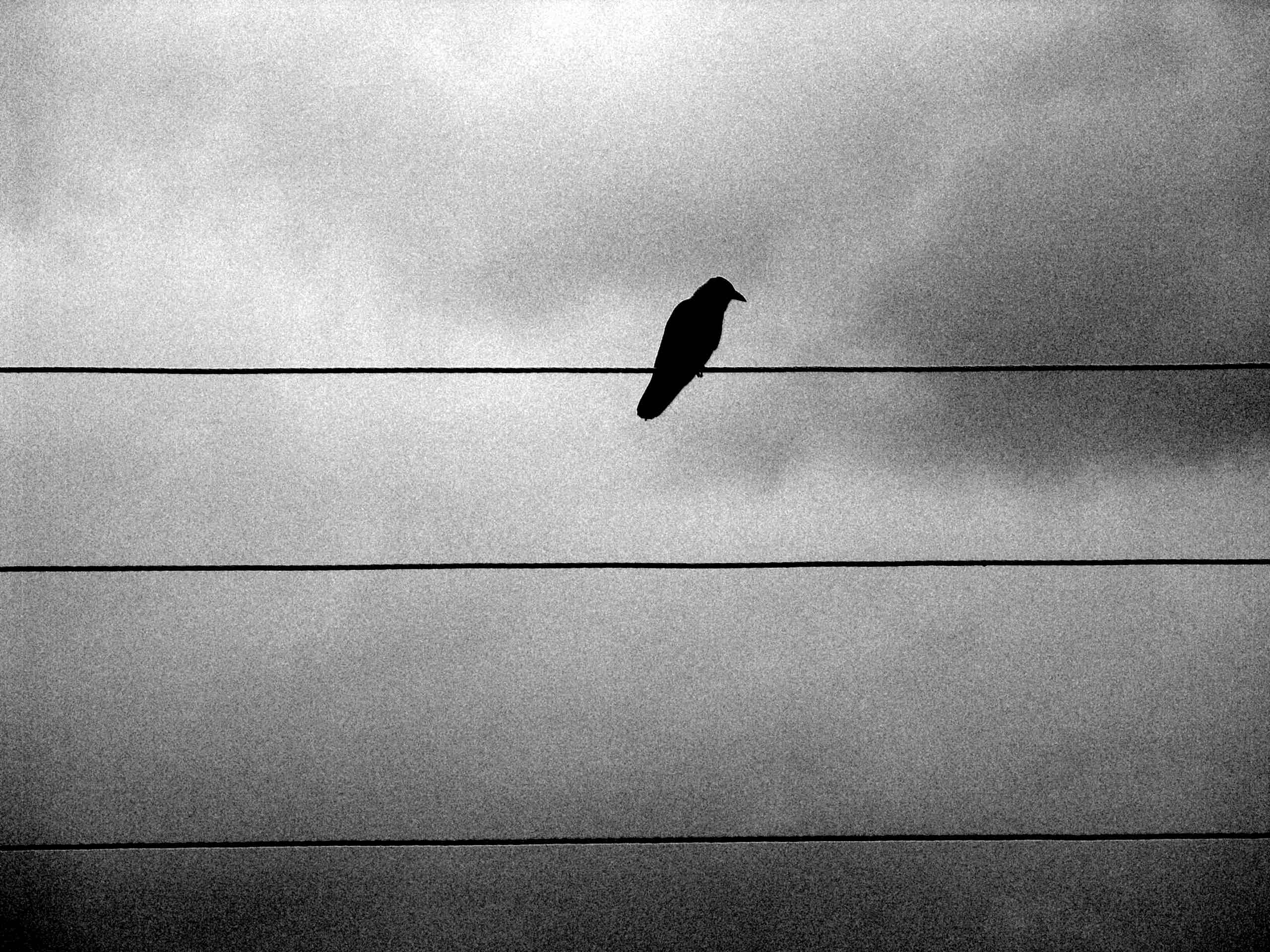 The crow