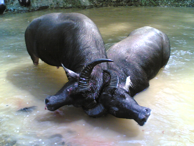 46 bull fight Batuan