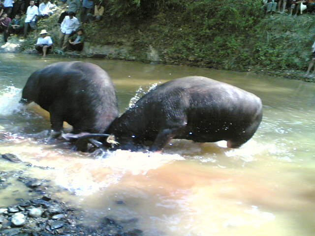 47 river bull fight