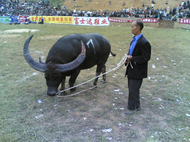 51 best bull Kaili