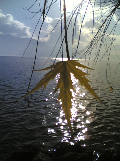 Winter leaf