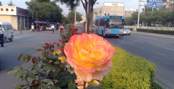 16 roses in traffic