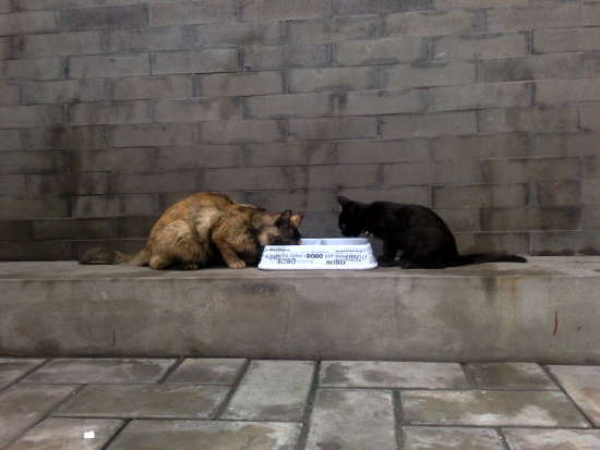 18 cats