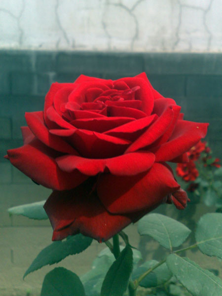 29 Day Rose