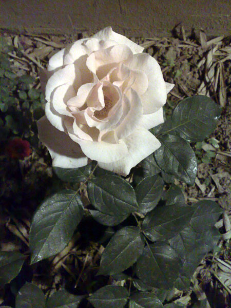 33 Night Rose