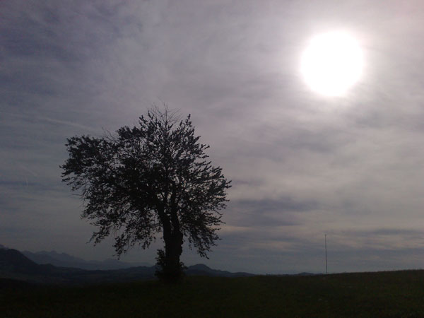 58 arbre 430