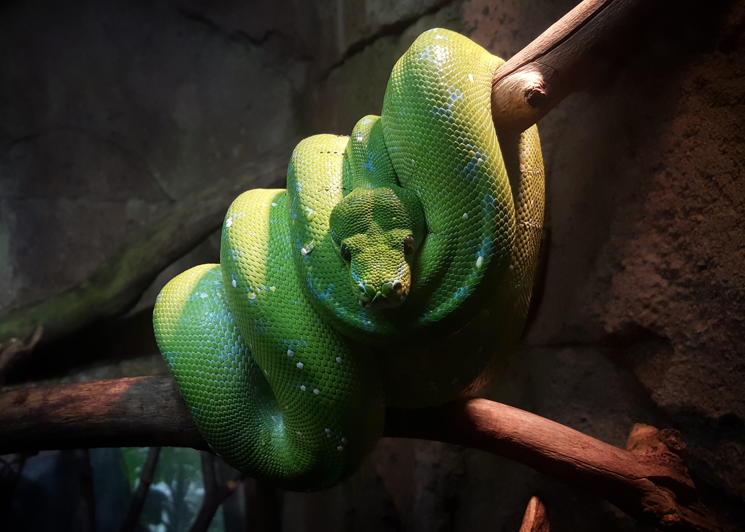 Cosy snake at korkeasaaren amazonia 35454905093 o