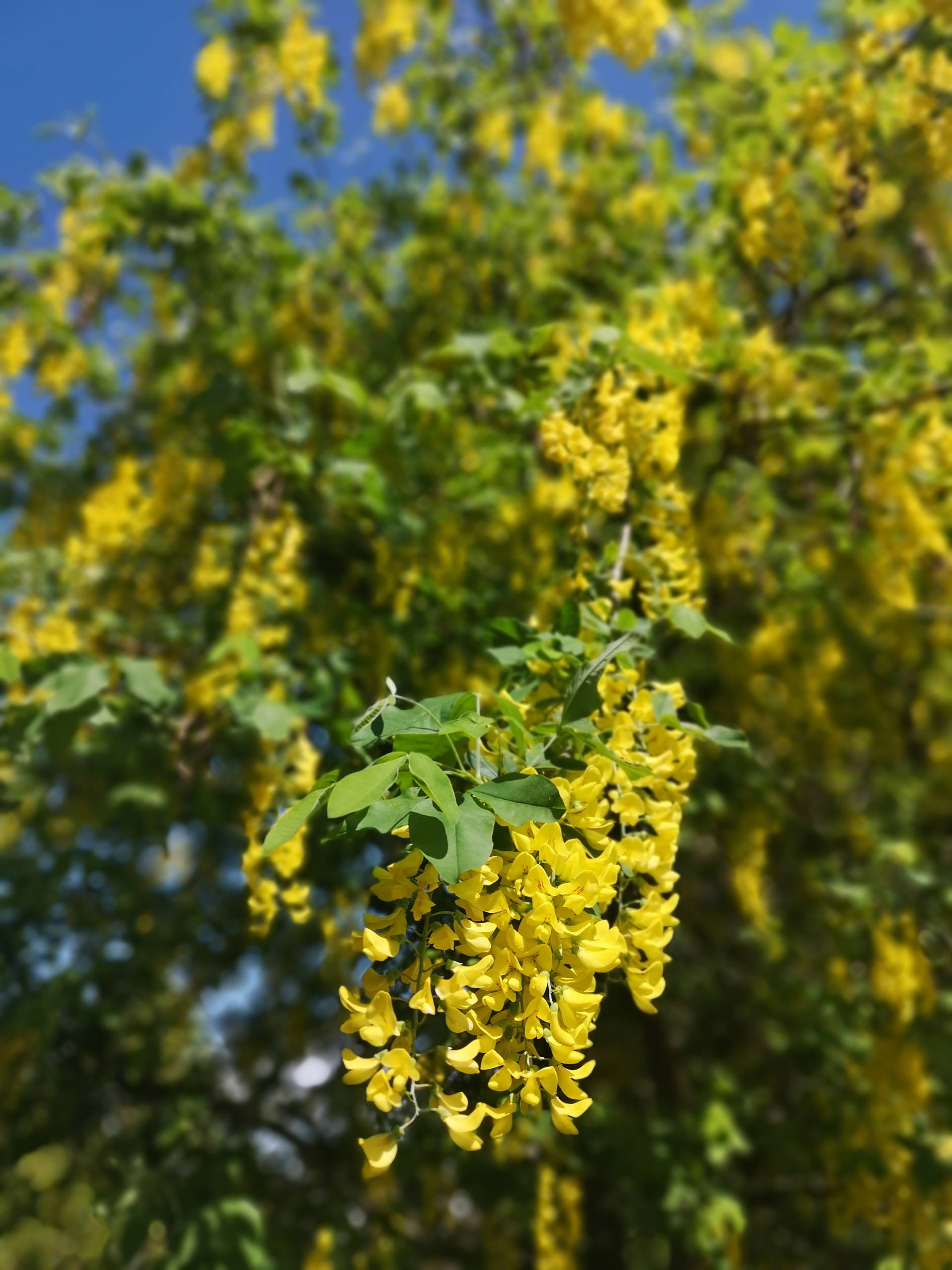 IMG 20200419 122128
