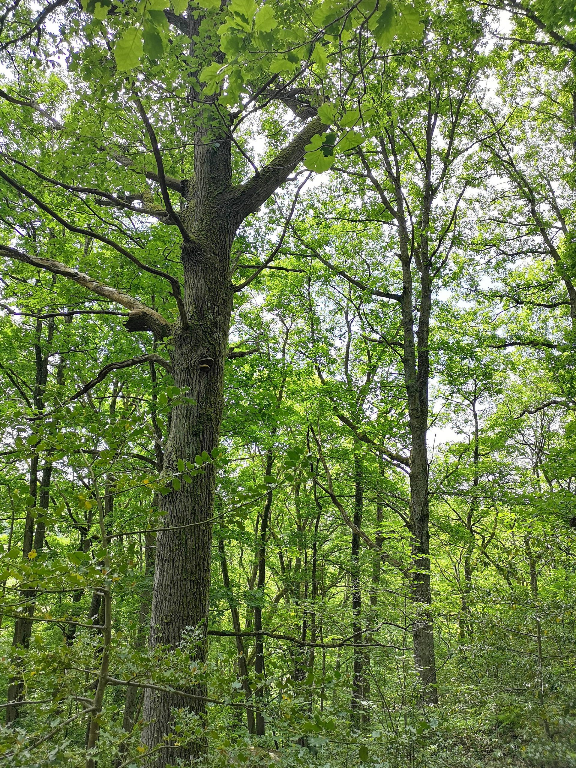 IMG 20200524 133947