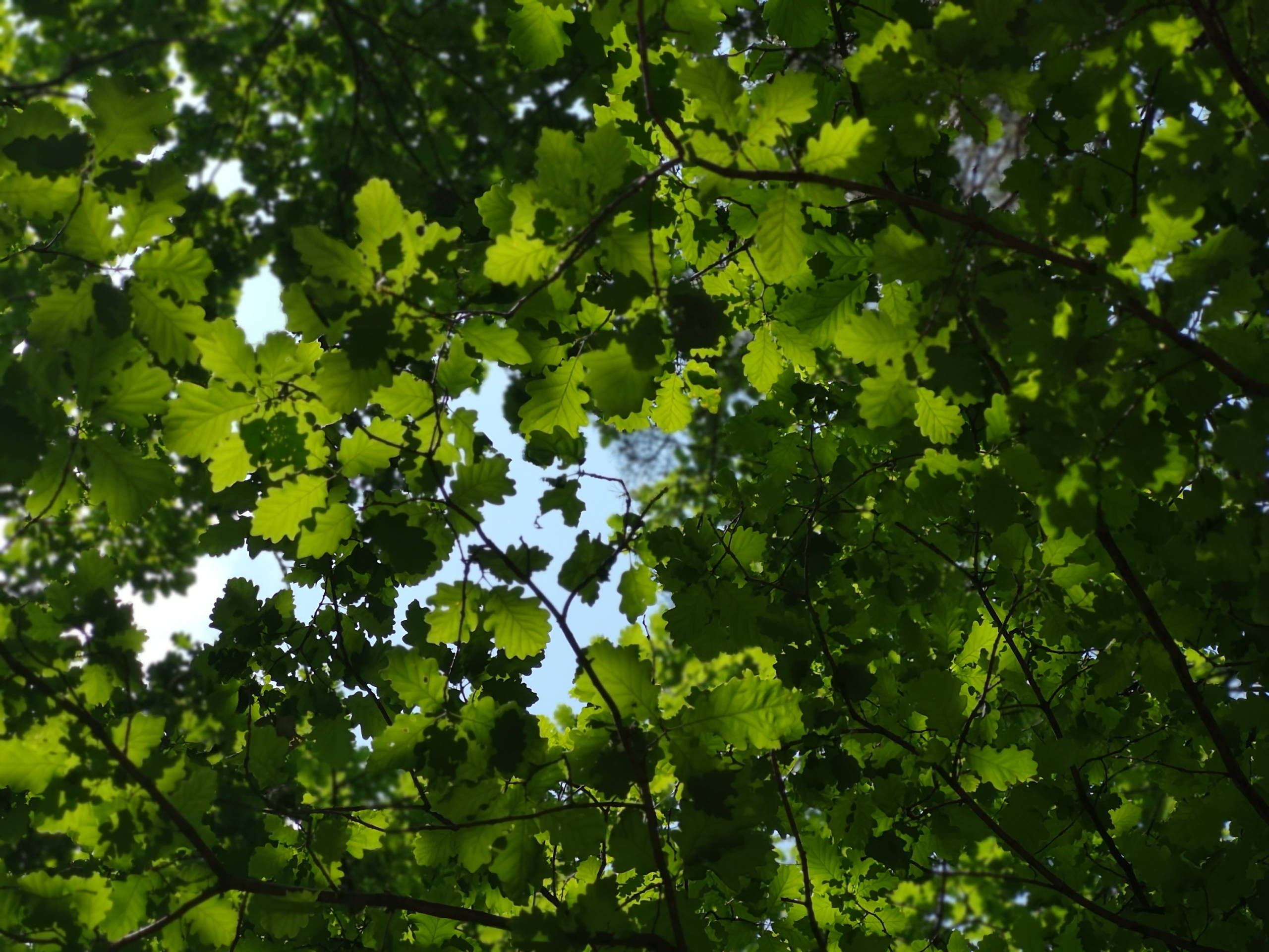 IMG 20200524 174856