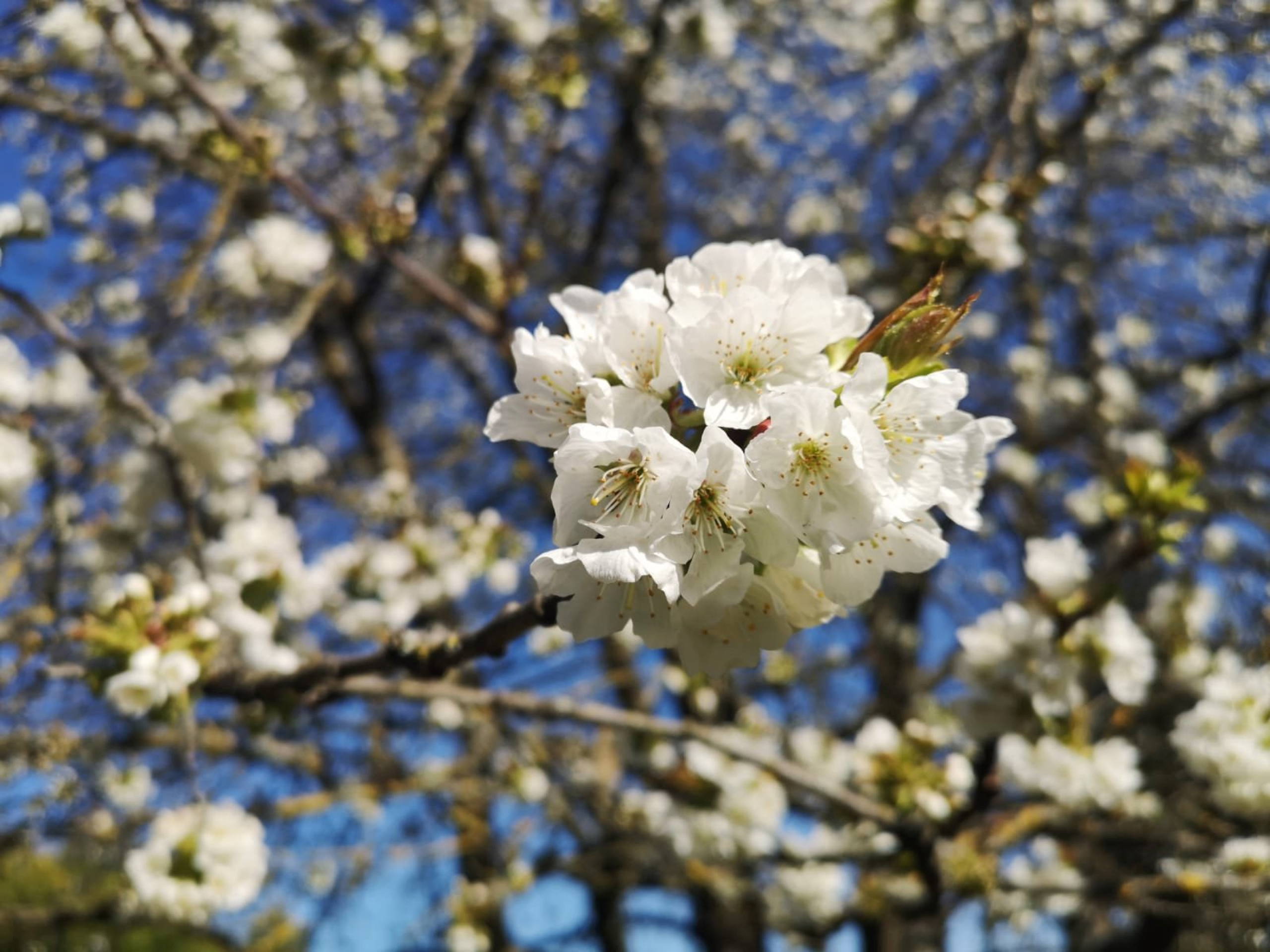 Springat last 49797310793 o