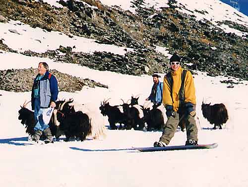 Mountaingoat jc