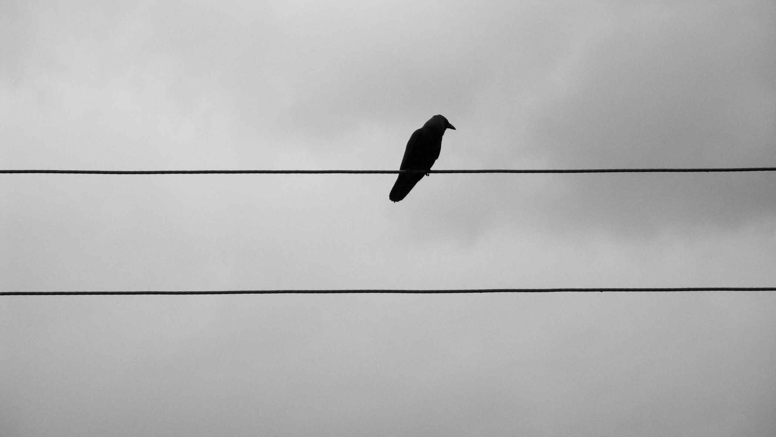 Crow