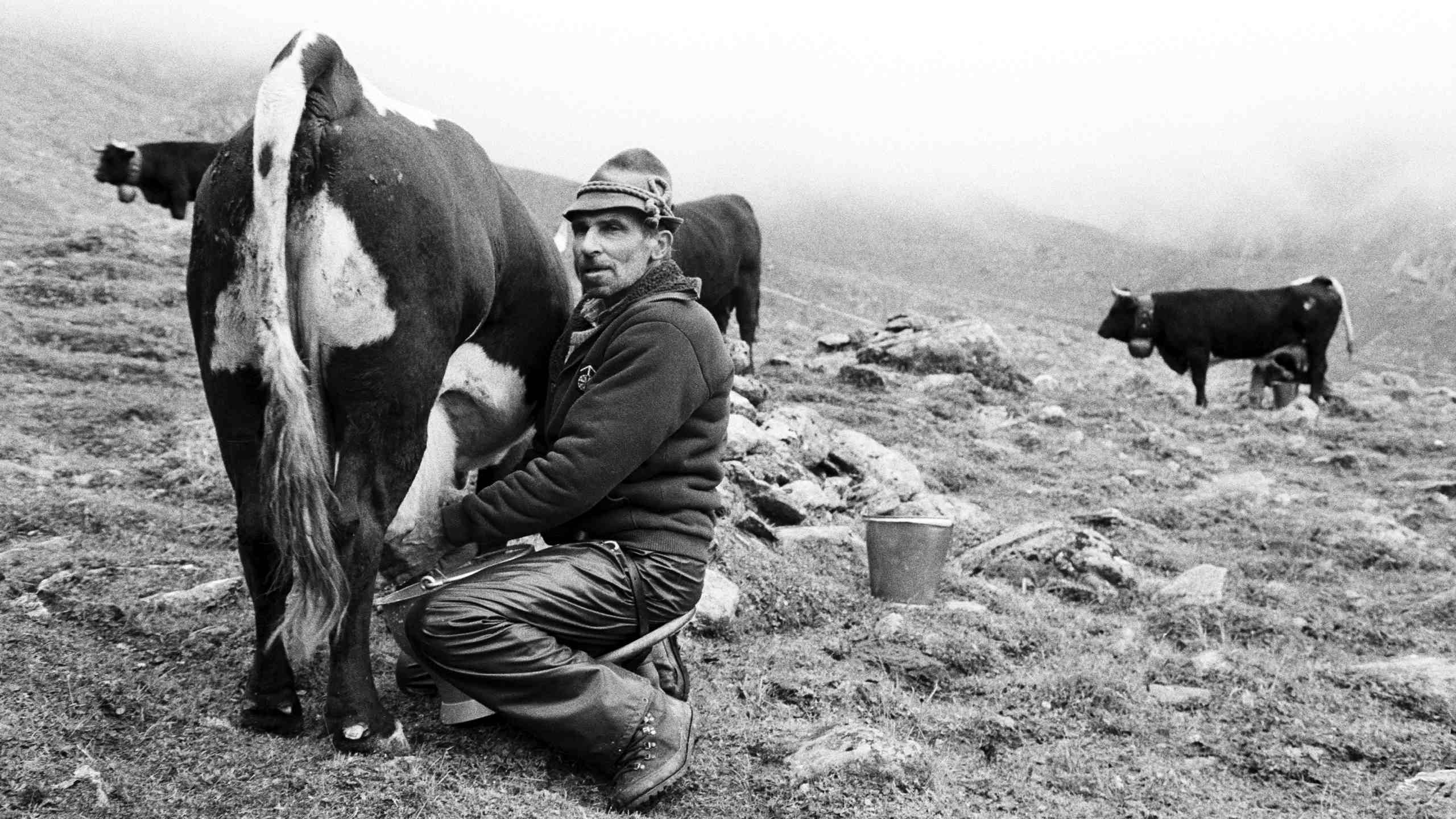 Milking