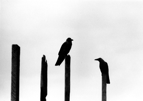 Birds