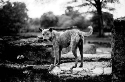 Dog2