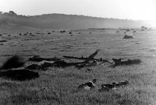 Field
