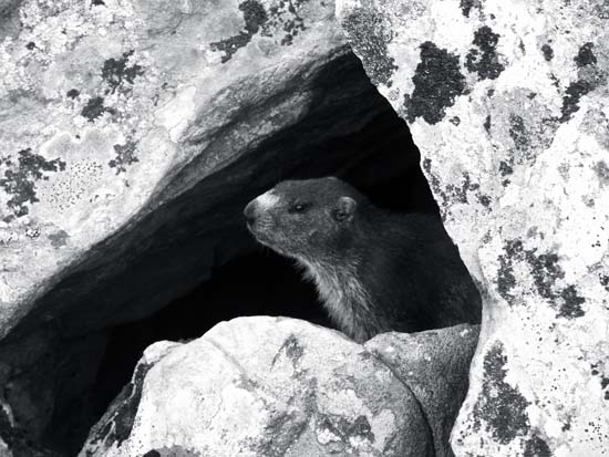 SeryLaly marmotte