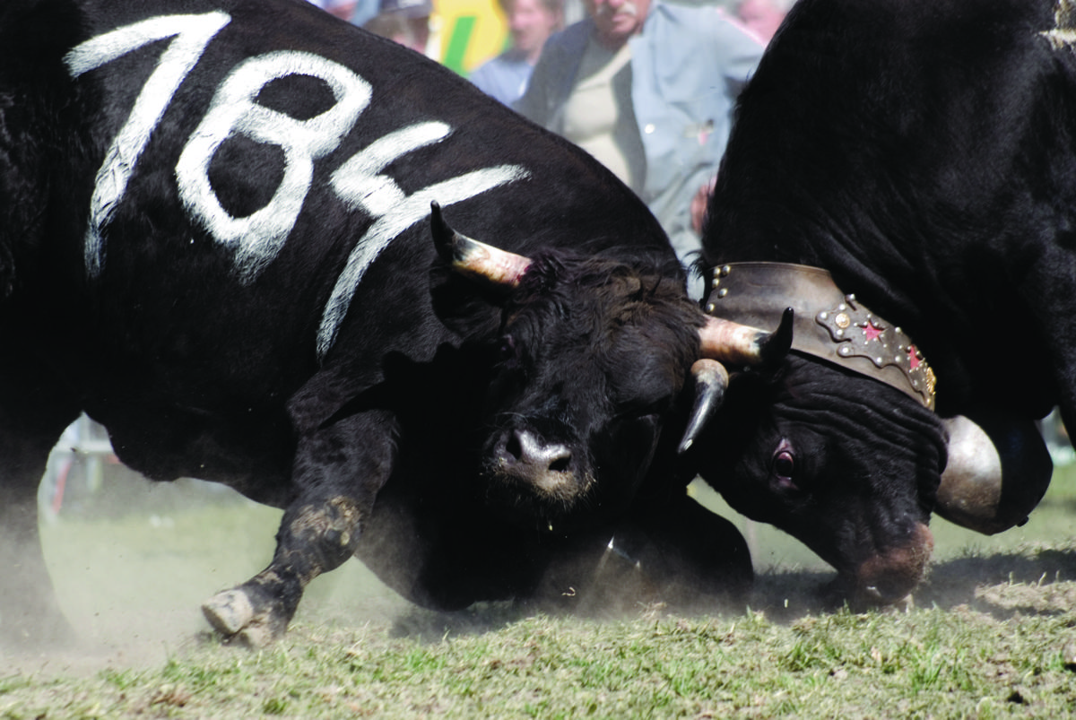 Cow Fight Mix