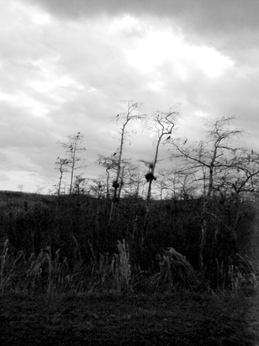 08 everglade