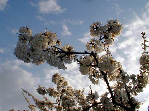 Printemps