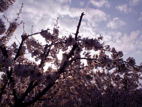 Printemps2