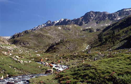 42 fluelapass2