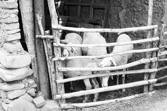 Qinhai29